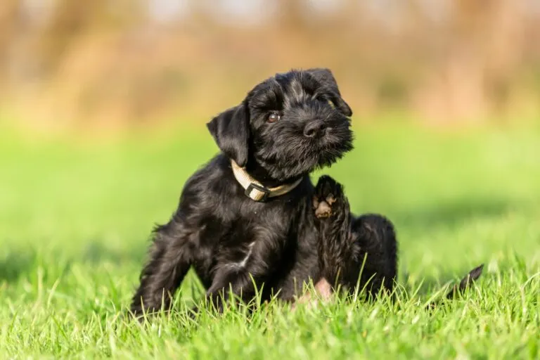 Hund kratzt sich