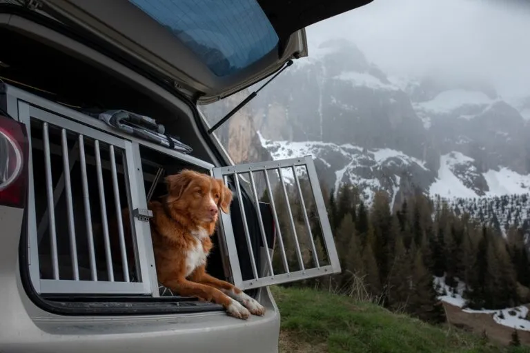 Hund im Auto transportieren
