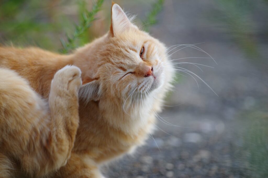 Katze mit Allergie kratzt sich Juckreiz