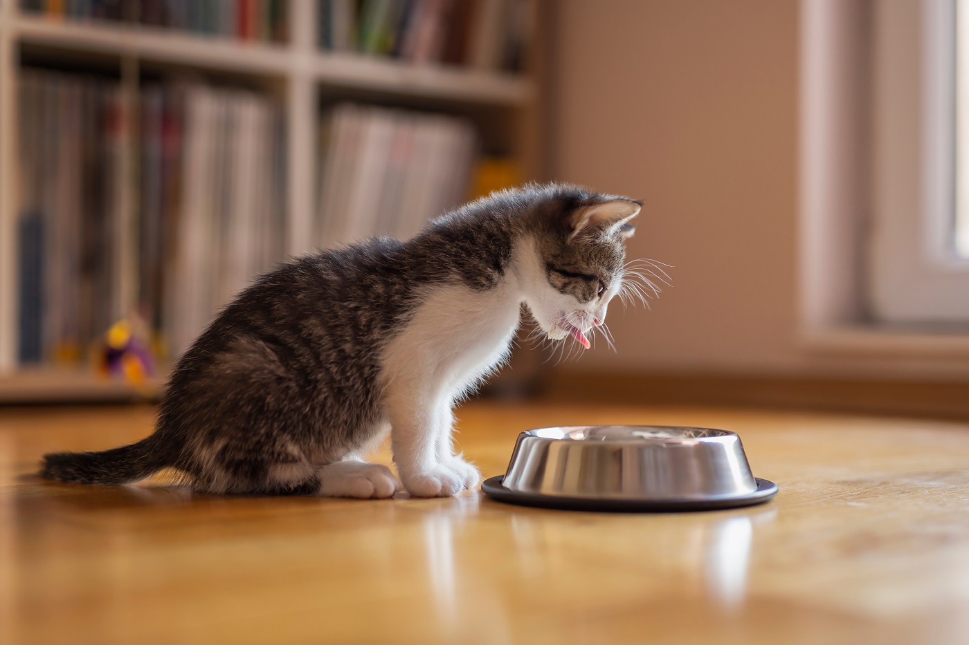 Können Kitten Auch Normales Futter Fressen Katzenbaby & Kitten Ernährung: Ab wann und welches Futter?