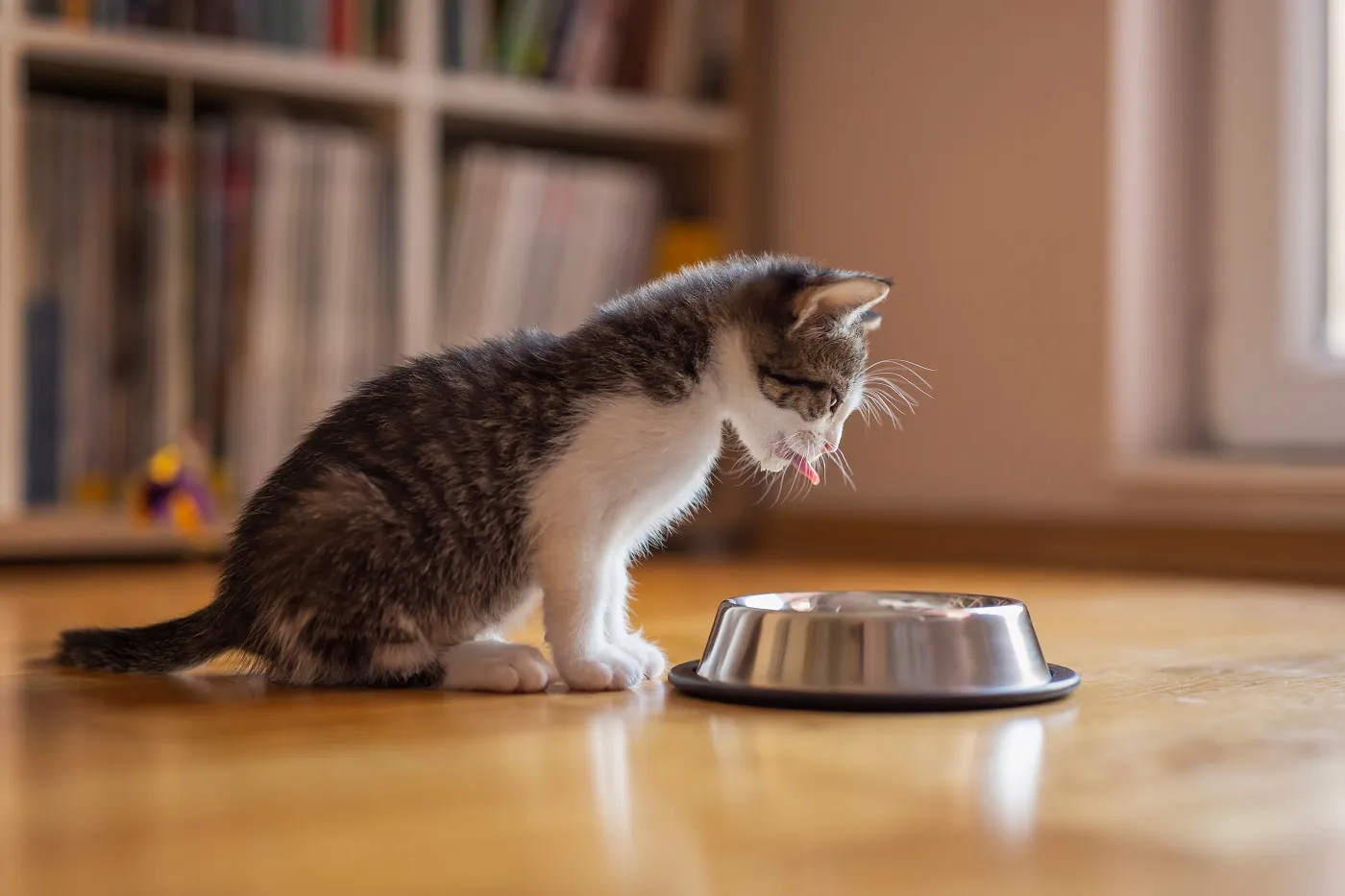Katzenbaby & Kitten Ernhrung: Ab wann und welches Futter?