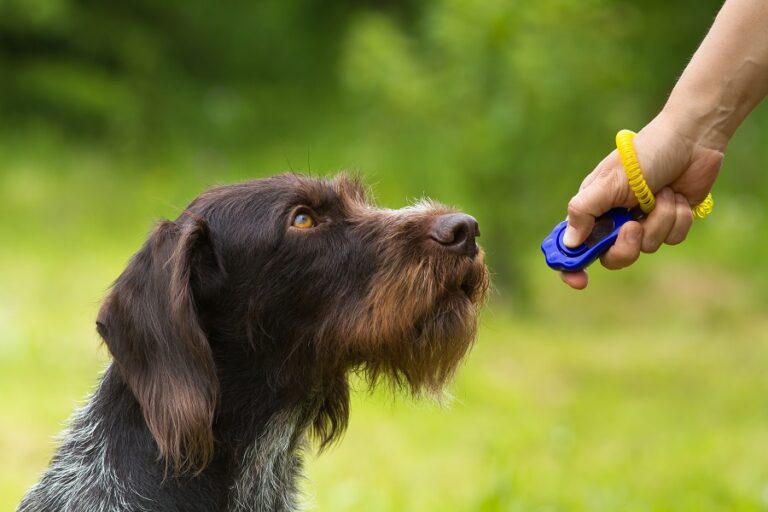 Hund beim Clickertraining Clickertraining mit Hund