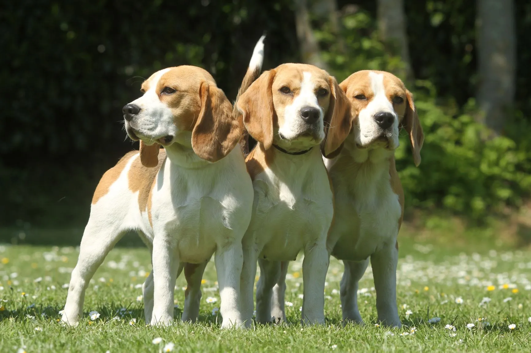 Beagle Meute