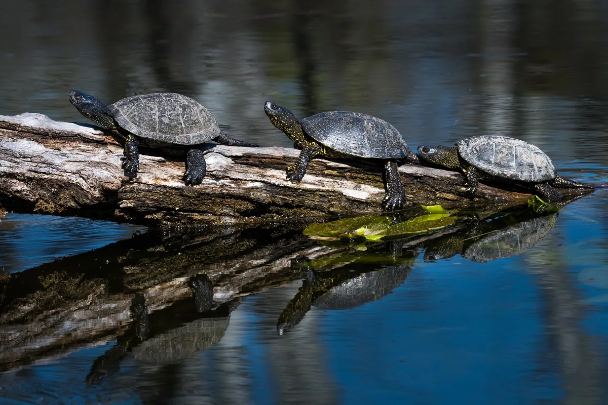 Europäische Sumpfschildkröte (emys orbicularis)