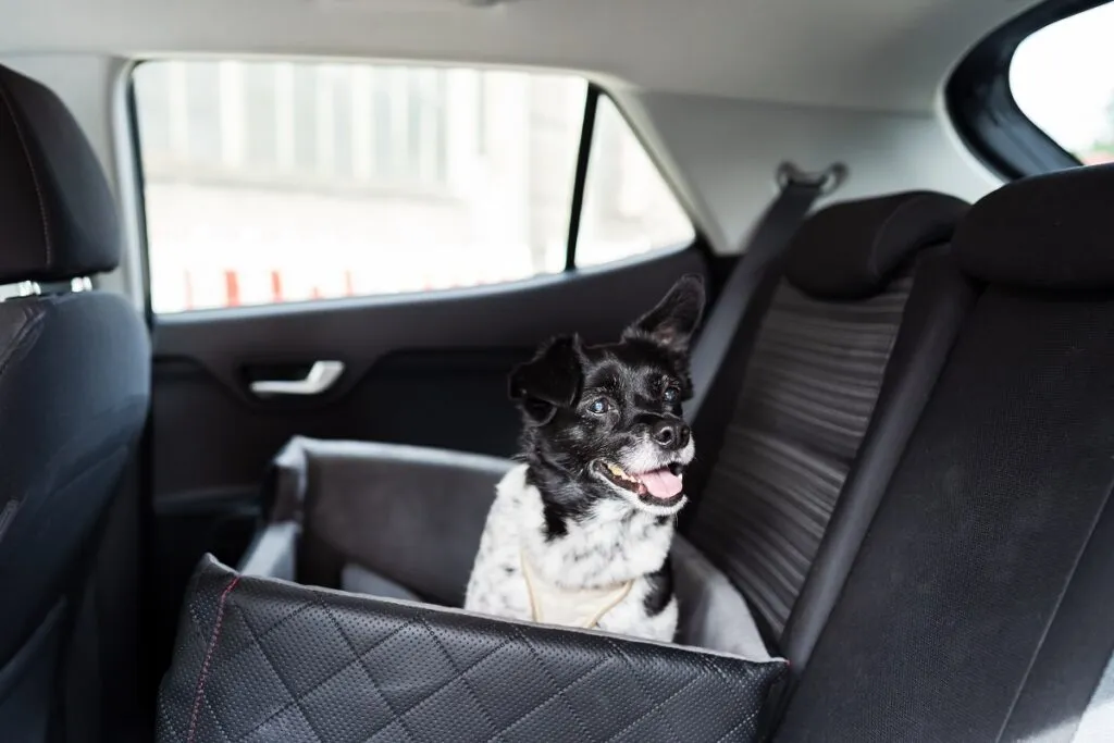 Hund im Auto transportieren