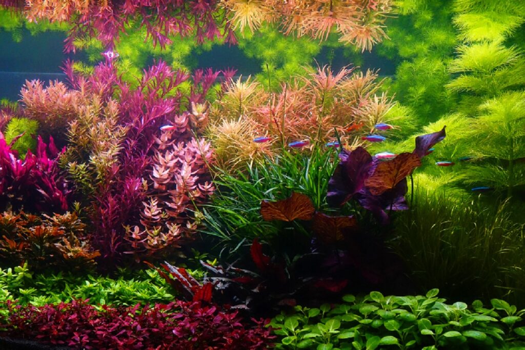 Ein Aquarium mit vielen Pflanzen Aquarienpflanzen
