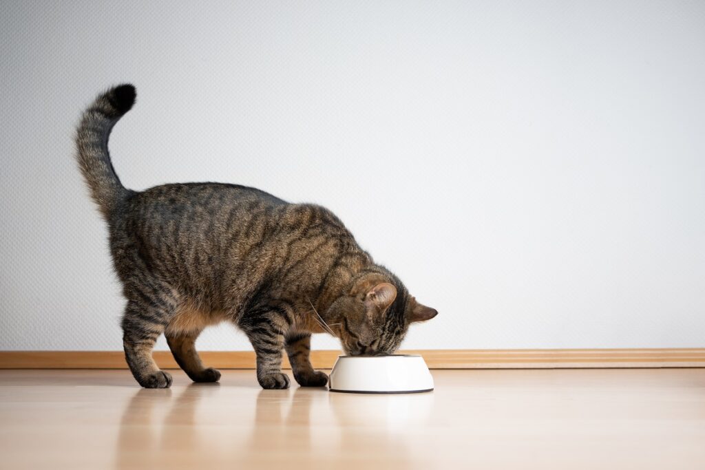 Eine Katze frisst aus einem Napf. Katze barfen