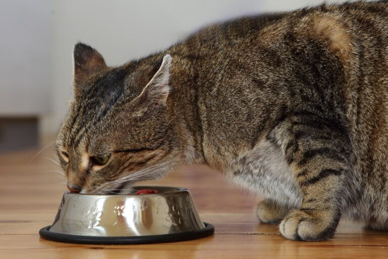 Katze Futtermittelunverträglichkeit