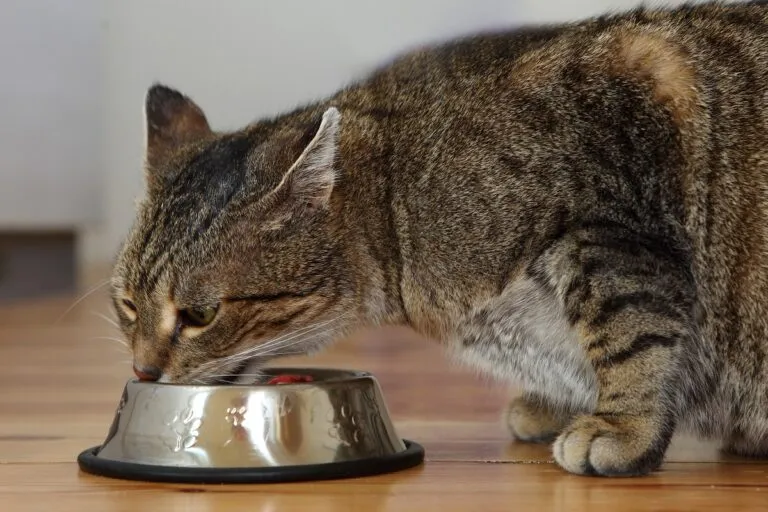 Katze Futtermittelunverträglichkeit