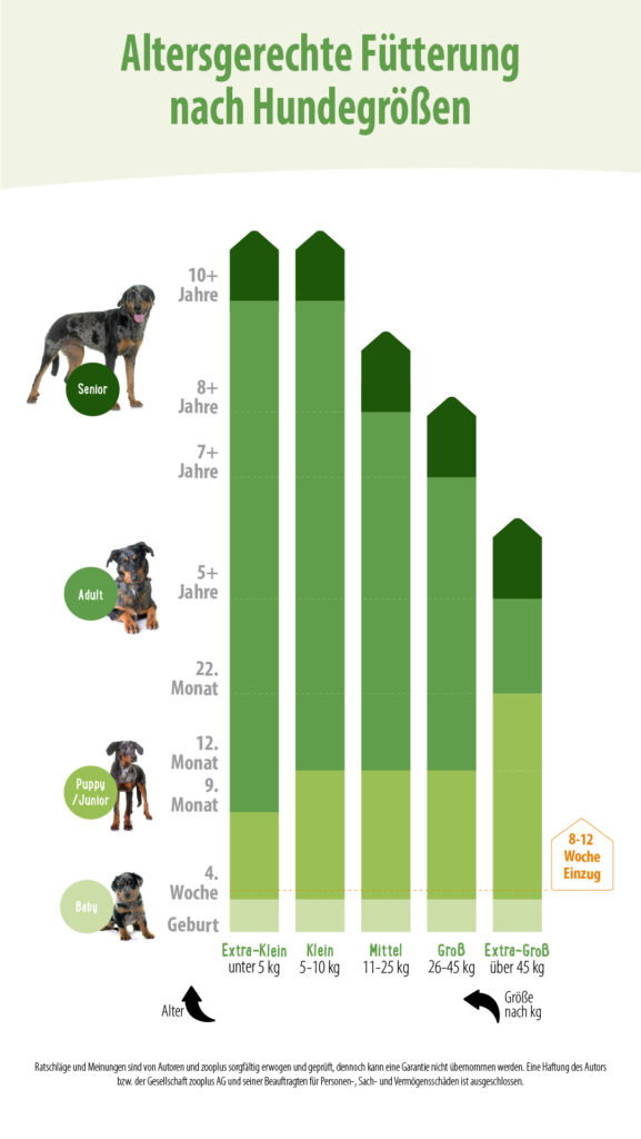 Hundeernährung für jedes Alter Worauf ist zu achten? zooplus Magazin