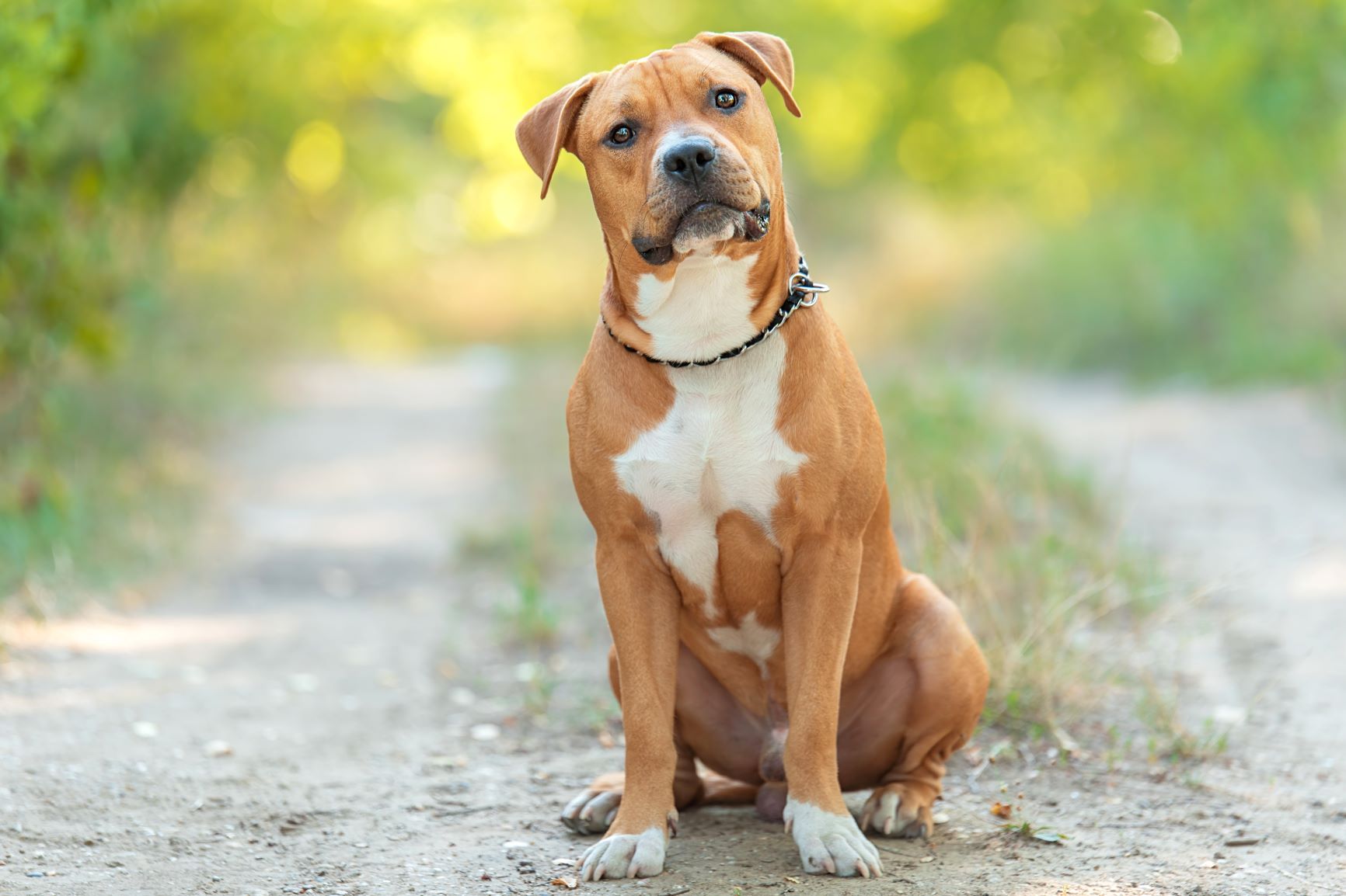 American Staffordshire Terrier Wesen, Haltung & Pflege