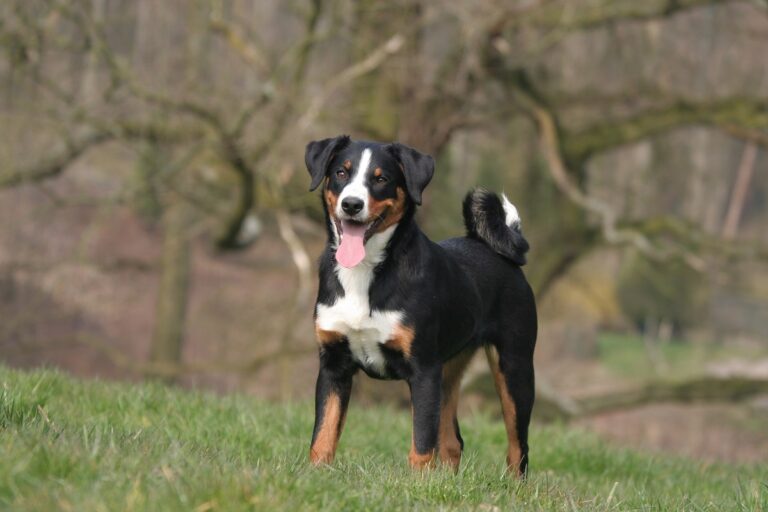 appenzeller sennenhund auf wiese auf wiese