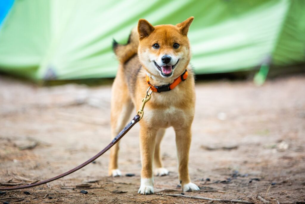 11+ Tri Color Shiba Inu