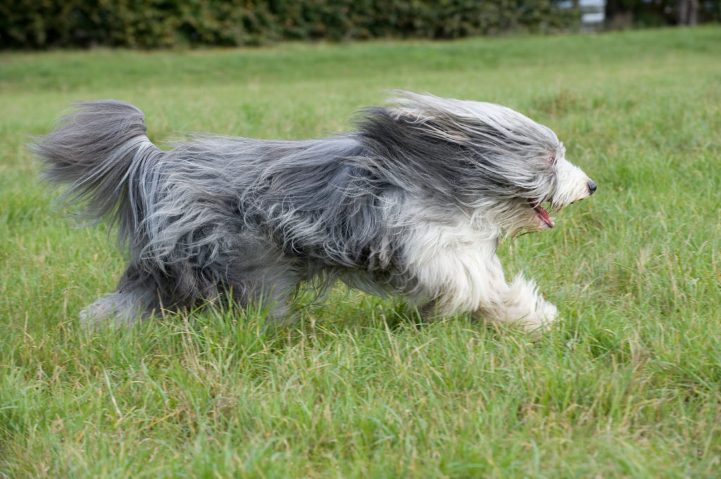 bearded collie rennt über wise