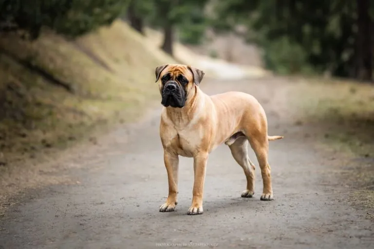 Bullmastiff
