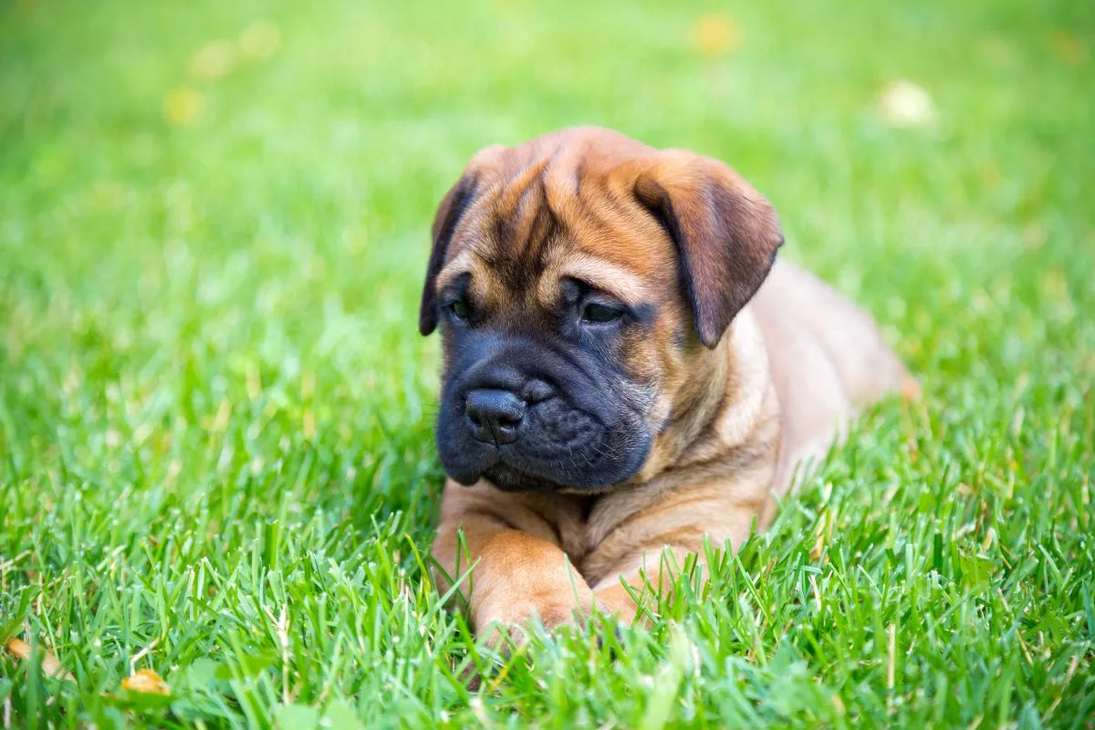 Bullmastiff Welpe