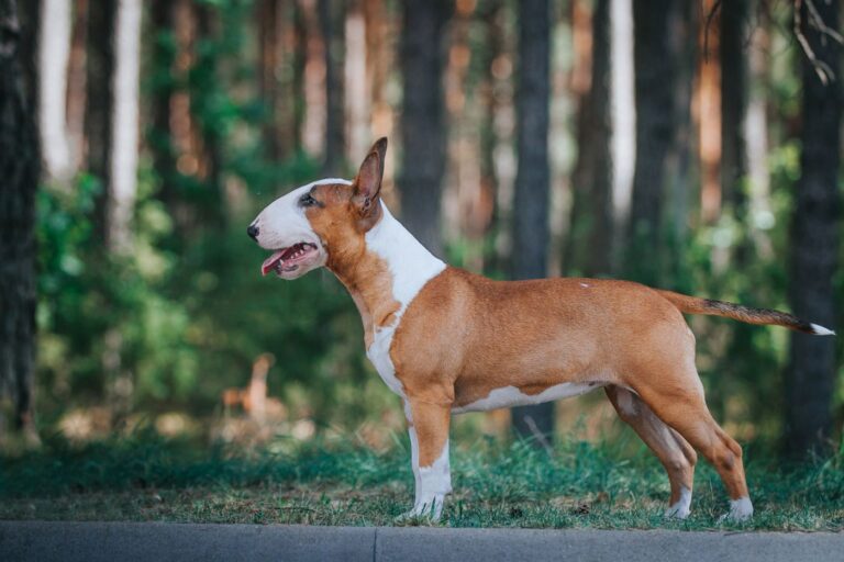 Bullterrier