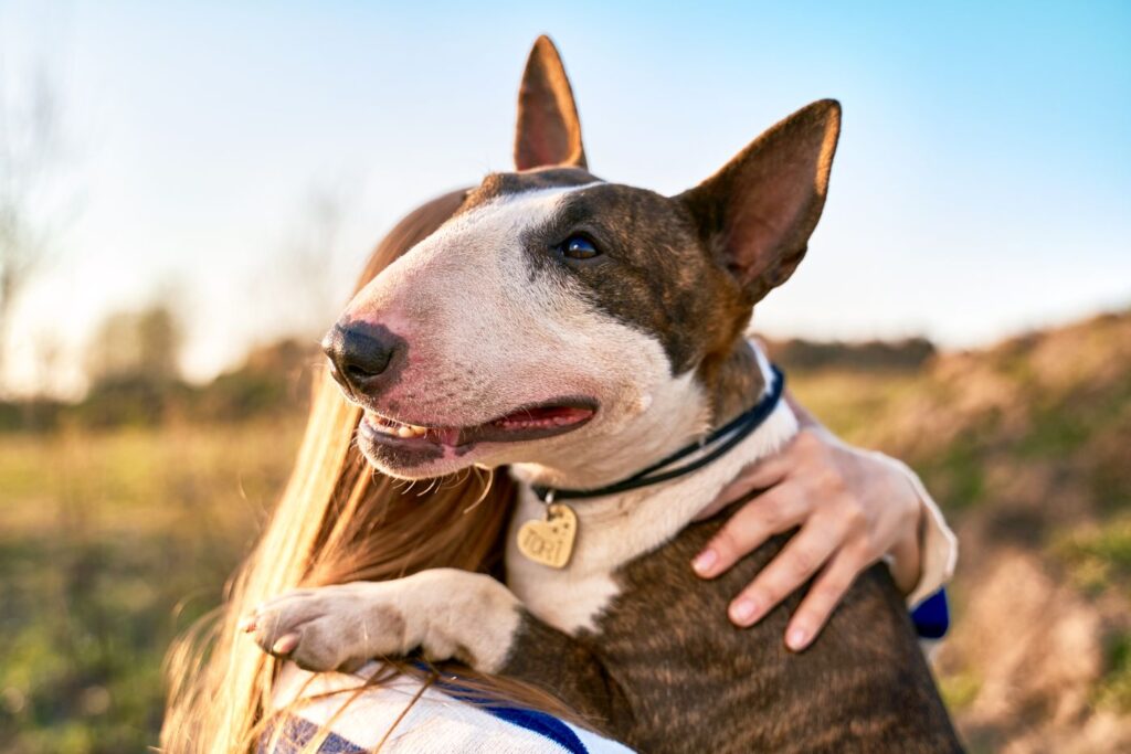 Bullterrier schmust