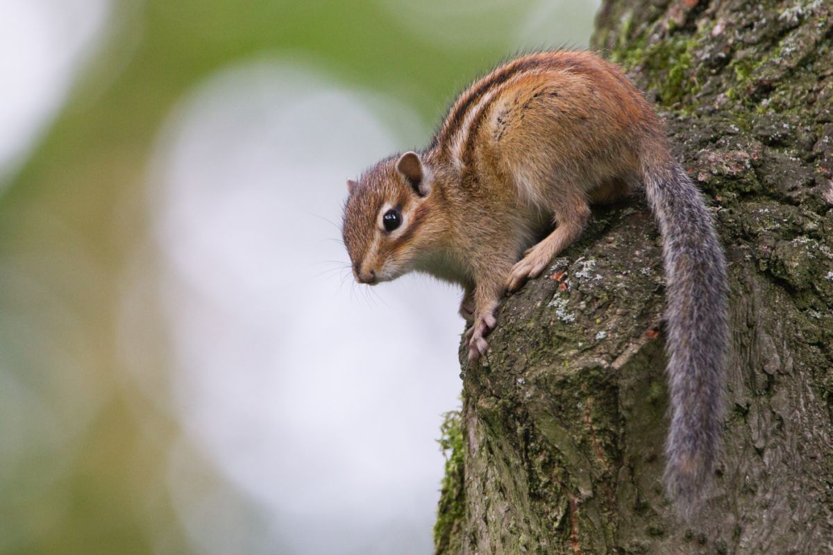 Burunduk Sibirisches Streifenh rnchen Zooplus Magazine burunduk-sibirisches-streifenh-rnchen-zooplus-magazine