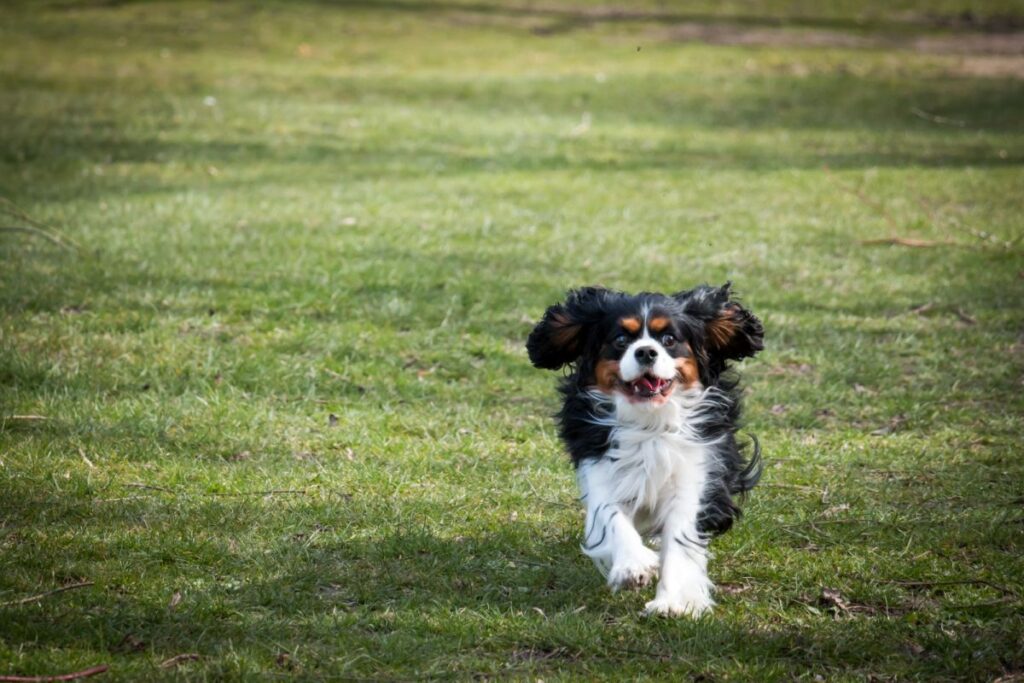 Cavalier King Charles Spaniel rennt