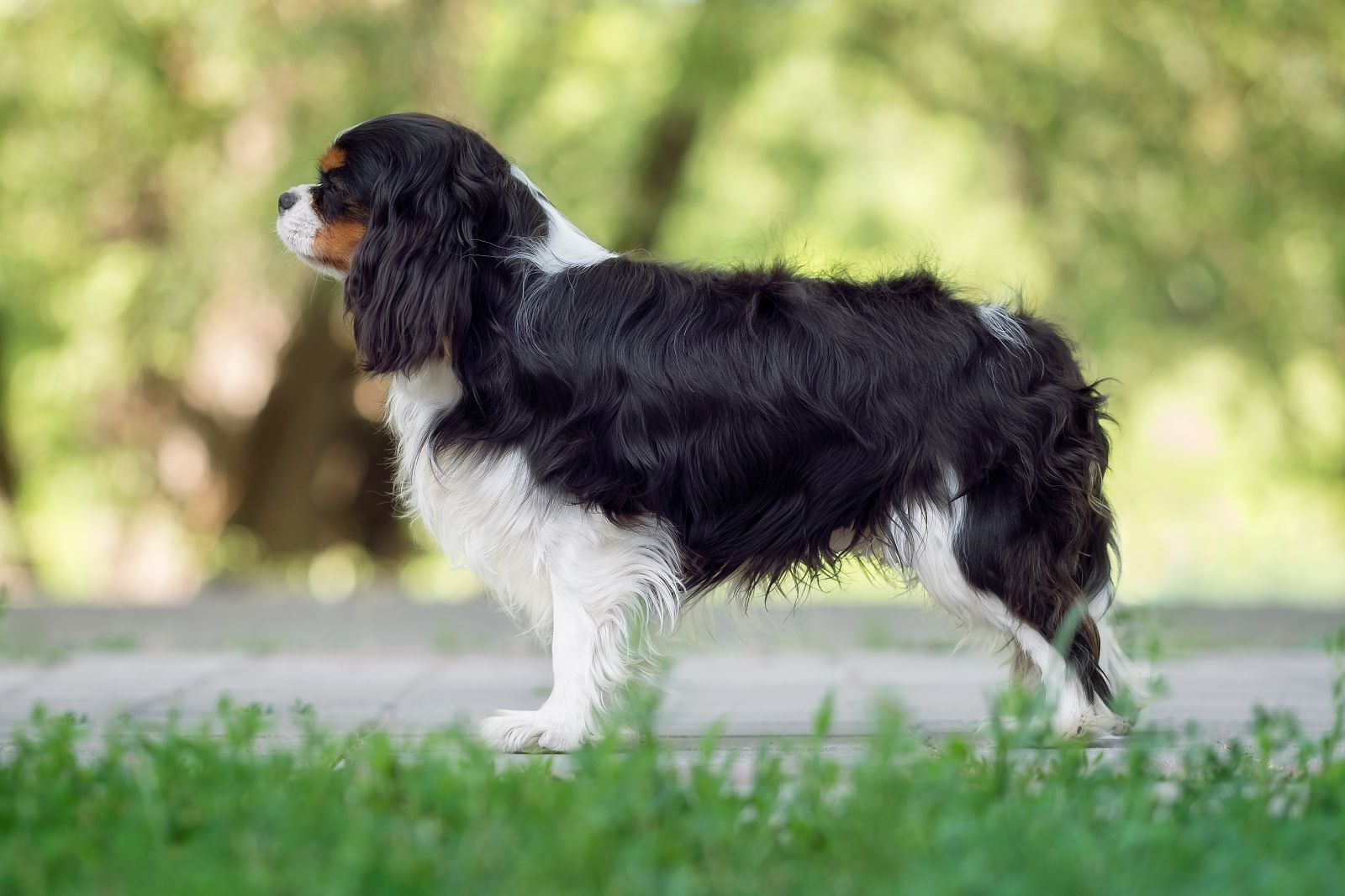 Cavalier King Charles Spaniel: Haltung & Pflege