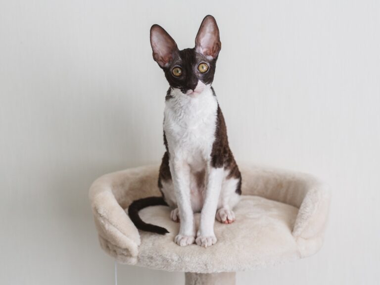 Eine Cornish Rex Katze sitzt auf einem Kratzbaum Cornish Rex Katze