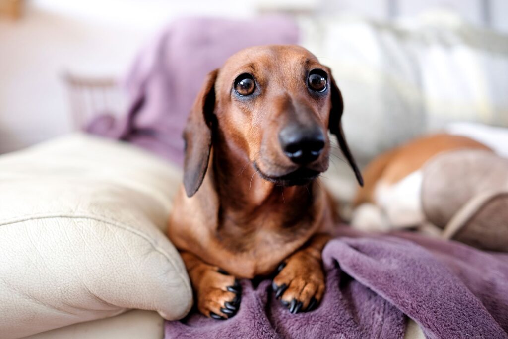 dackel auf couch