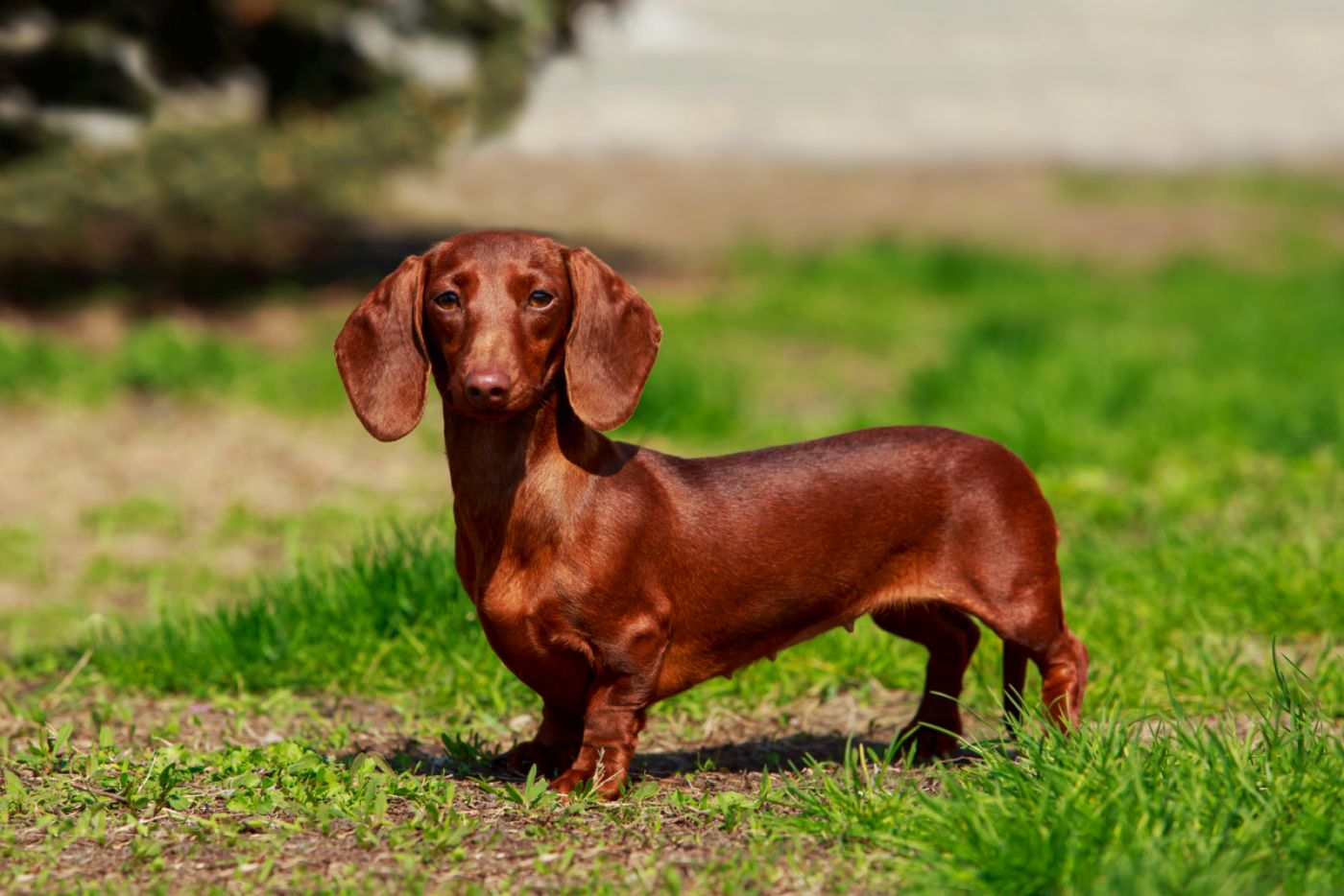 Dackel (Dachshund): Erziehung und Pflege | zooplus Magazine