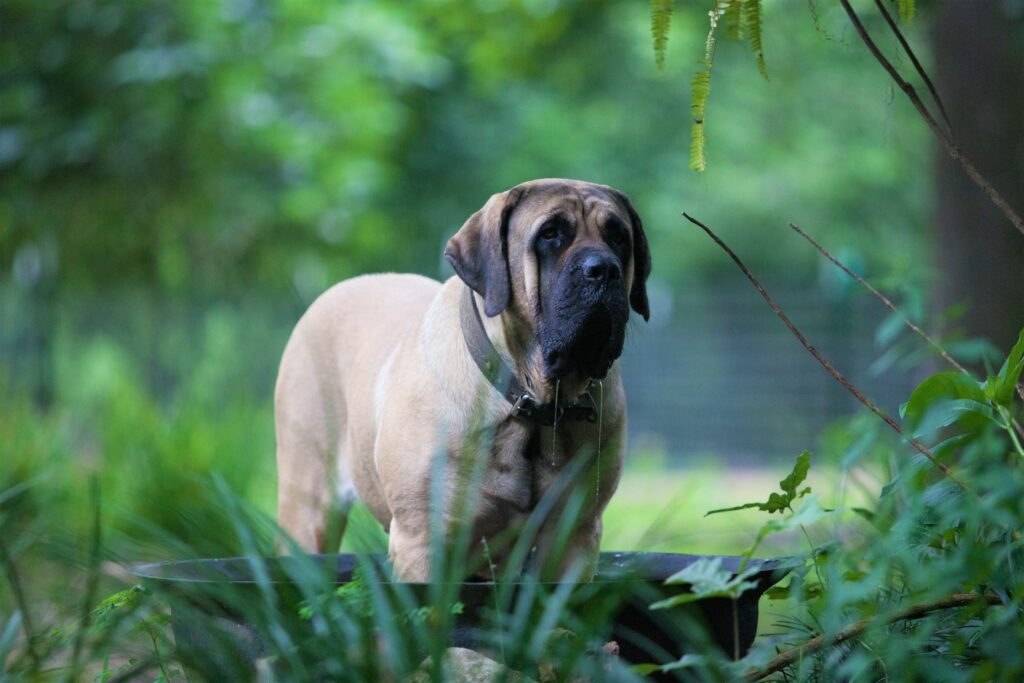 Englischer Mastiff im Garten