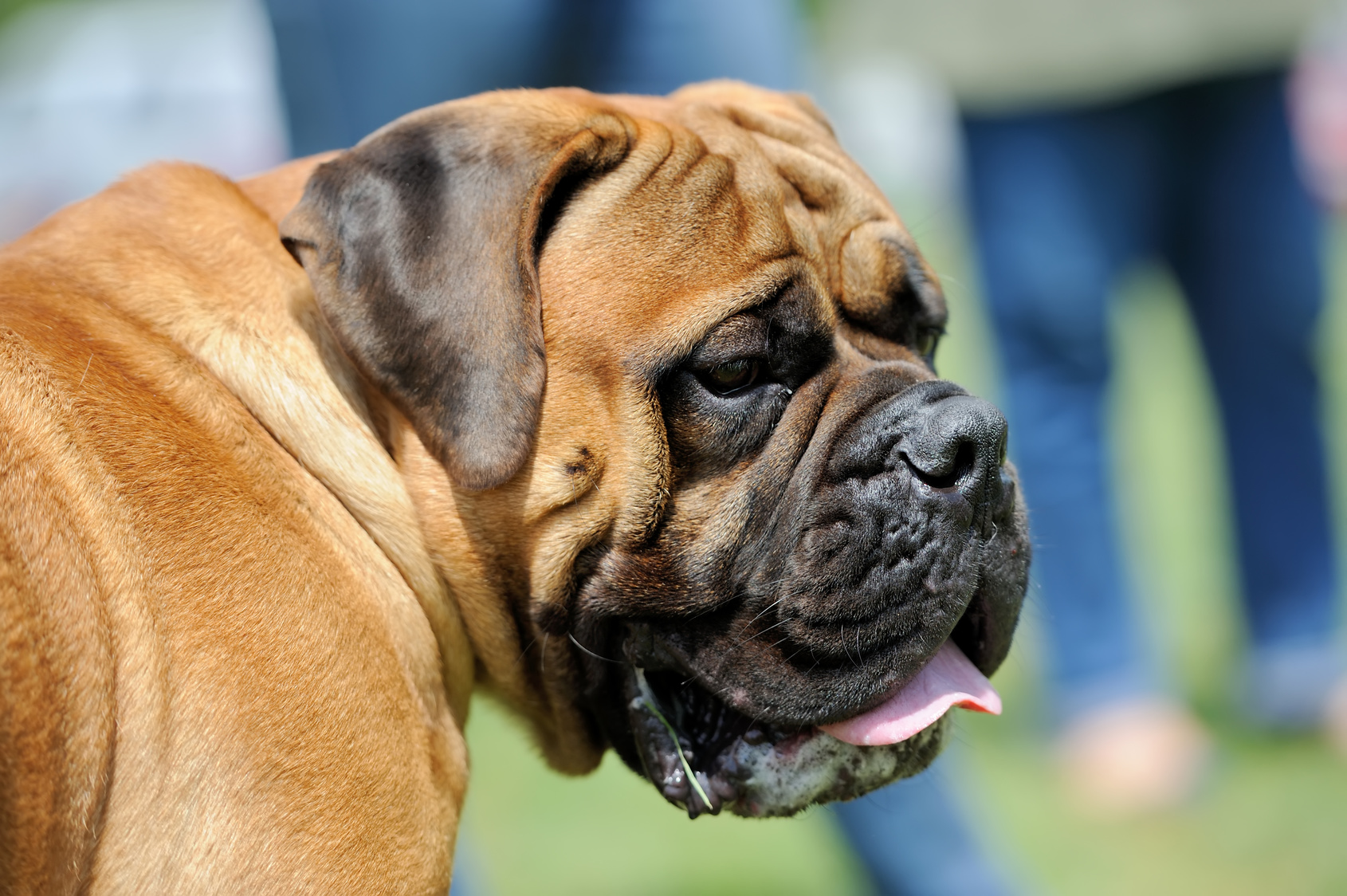 English Mastiff (Englischer Mastiff) Wesen, Haltung & Pflege | zooplus