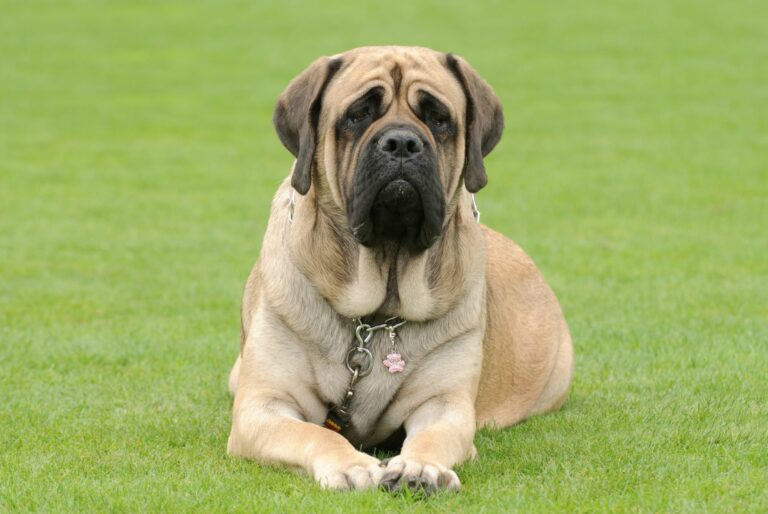 English Mastiff auf Wiese