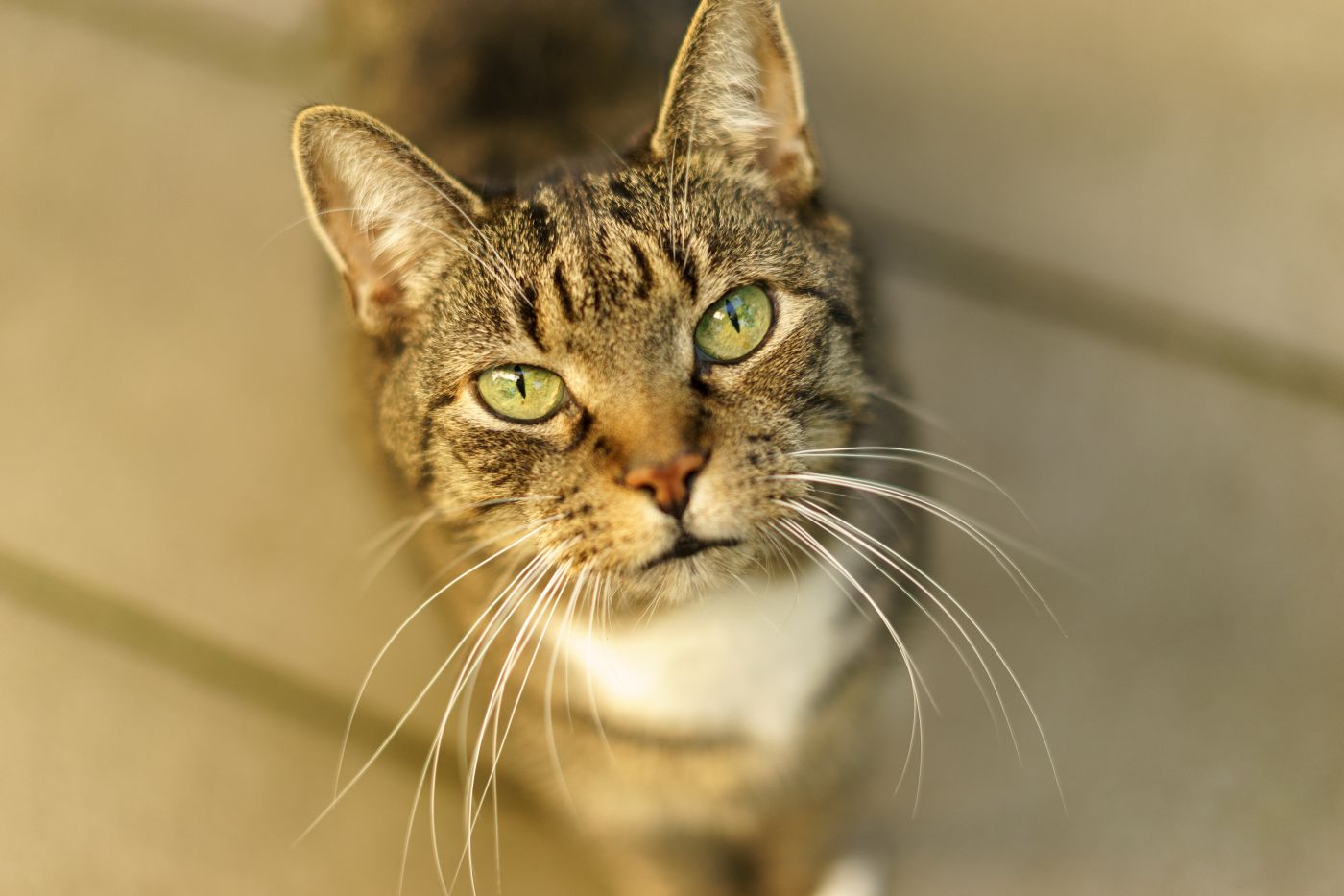 Europäisch Kurzhaar 🐈 Haltung und Wesen | zooplus Magazine