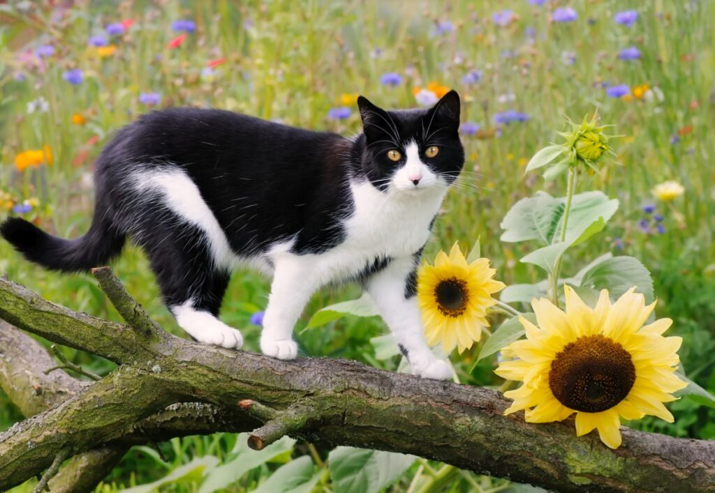 Eine schwarz weiße Europäisch Kurzhaar Katze Europäisch Kurzhaar schwarz weiß