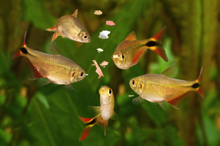 Fische füttern im Aquarium