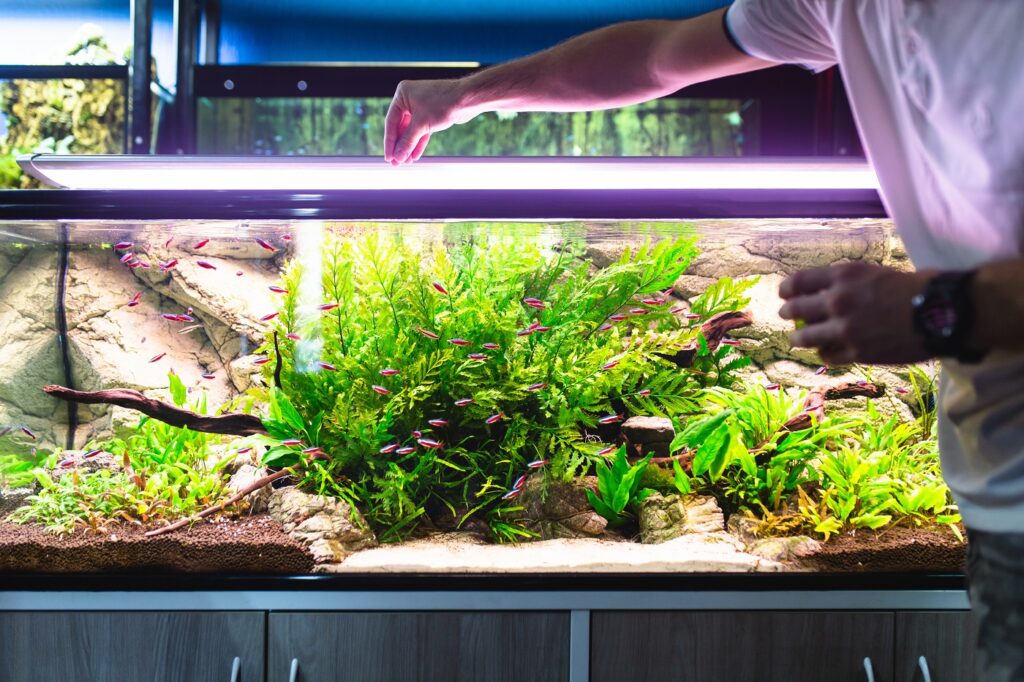 Fische im Aquarium werden gefüttert Fische füttern im Aquarium