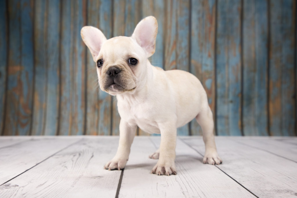 Französische Bulldogge Welpen: Das kostet ein Welpe und Tipps zur