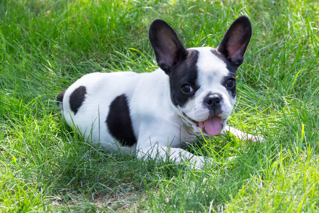 Französische Bulldogge Welpe lächst