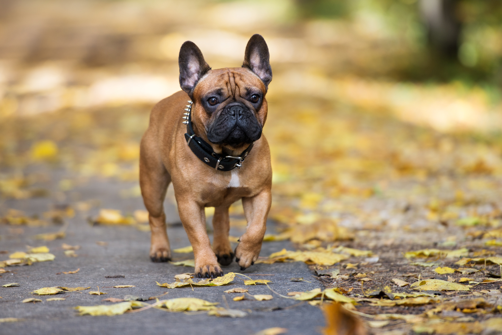 Französische Bulldogge 🐶 Charakter, Haltung & Gesundheit