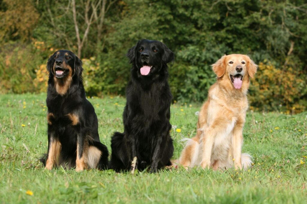 Drei Hovawart Hunde