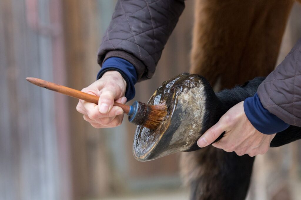 Hufpflege beim Pferd mit Huföl Hufpflege beim Pferd Hufoel