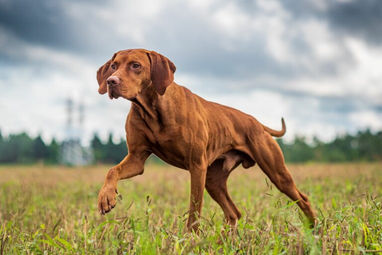 Jagdverhalten beim Hund Magyar Vizsla