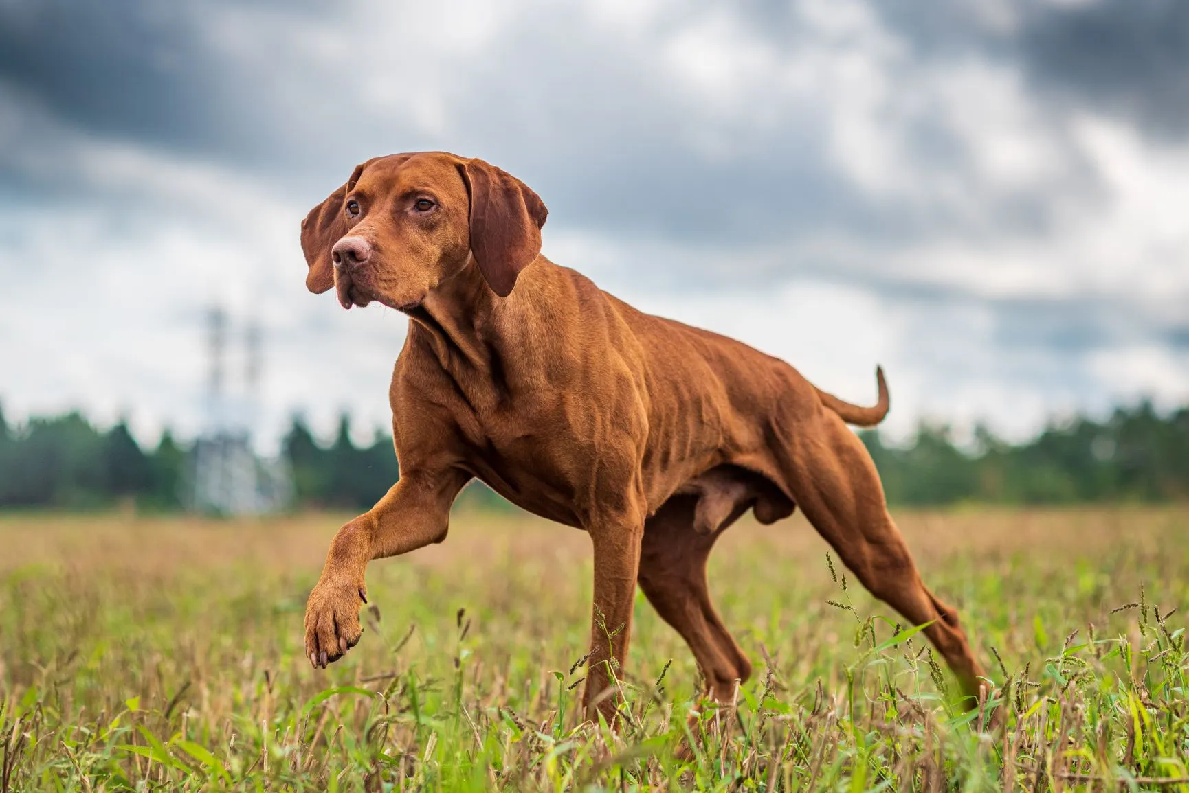 hunde befriedigen Das Pica-Syndrom » DER HUND main image 1