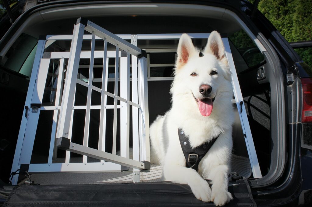 Hund im Auto sichern mit Hundebox