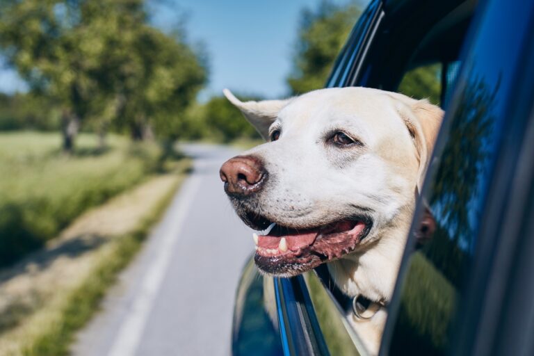 Hund im Auto sichern