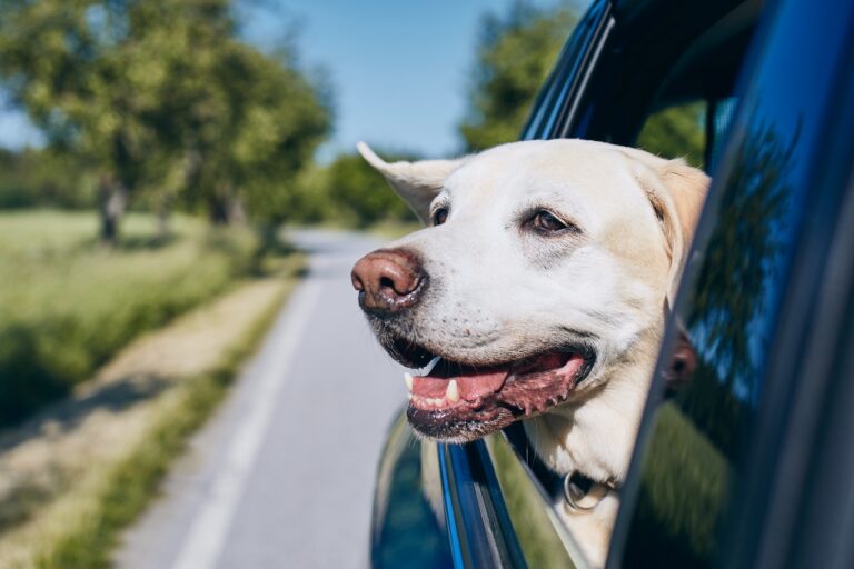 Hund schaut aus Autofenster und genießt den Fahrtwind Hund im Auto sichern