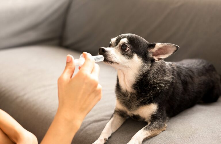 Besitzer entwurmt seinen Hund Hund entwurmen