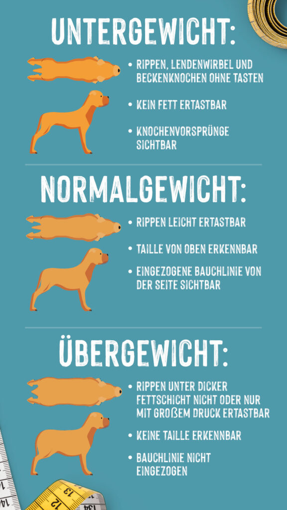 Grafik zeigt den Ernährungszustand eines Hundes Infografik übergewichtiger Hund erkennen