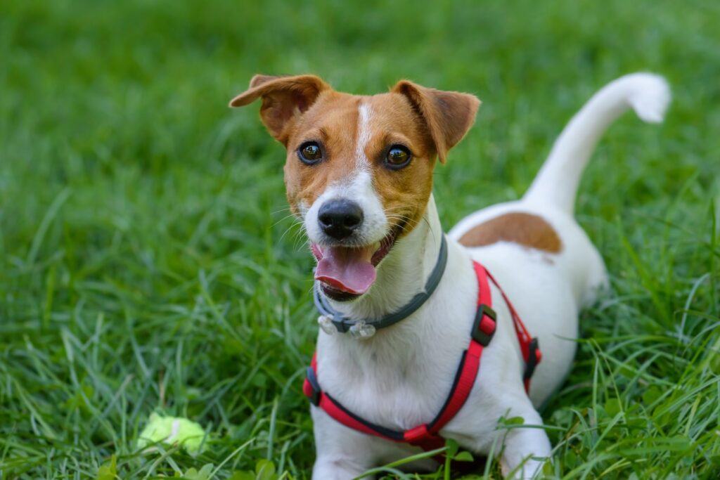 Jack Russell Terrier glücklich im Gras