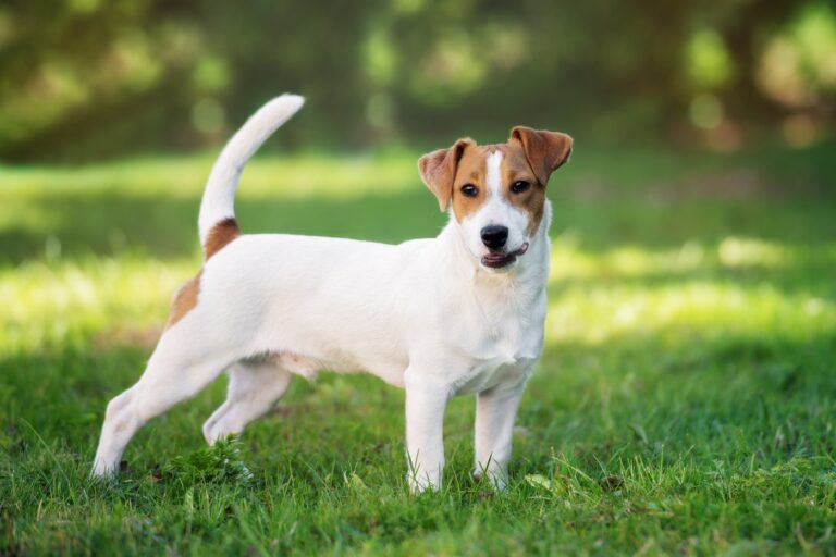 Jack Russel Terrier im Gras