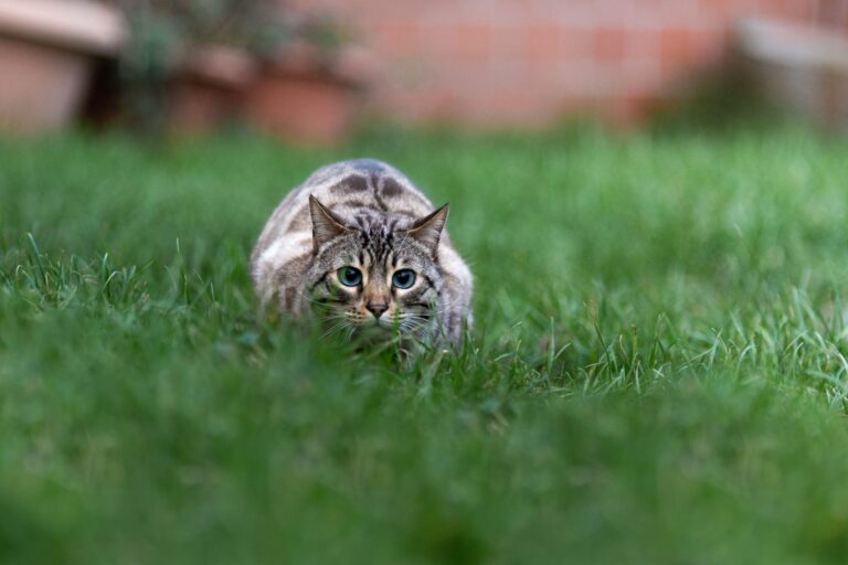 Jagdverhalten der Katze